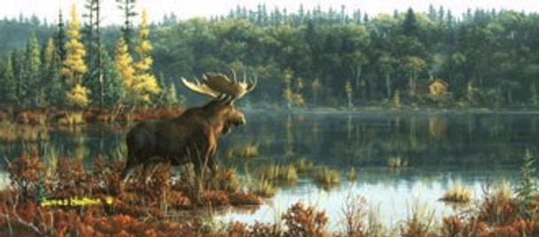 Black Bay Moose