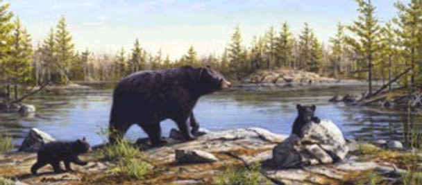 Black Bears