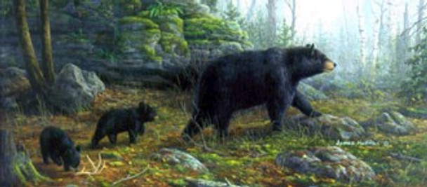 Northern Explorers - Bears