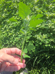 Woodstock Wildgreens Pesto - A Hemp and Healing Grassroots Recipe