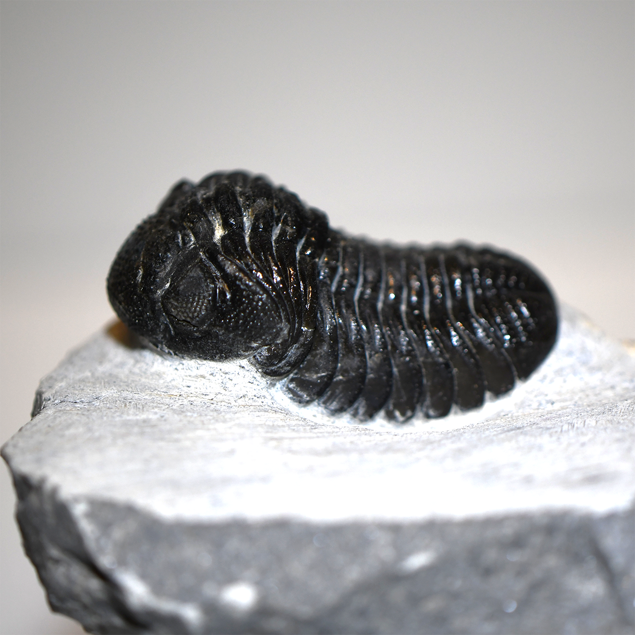 Phacops Trilobite Left Side