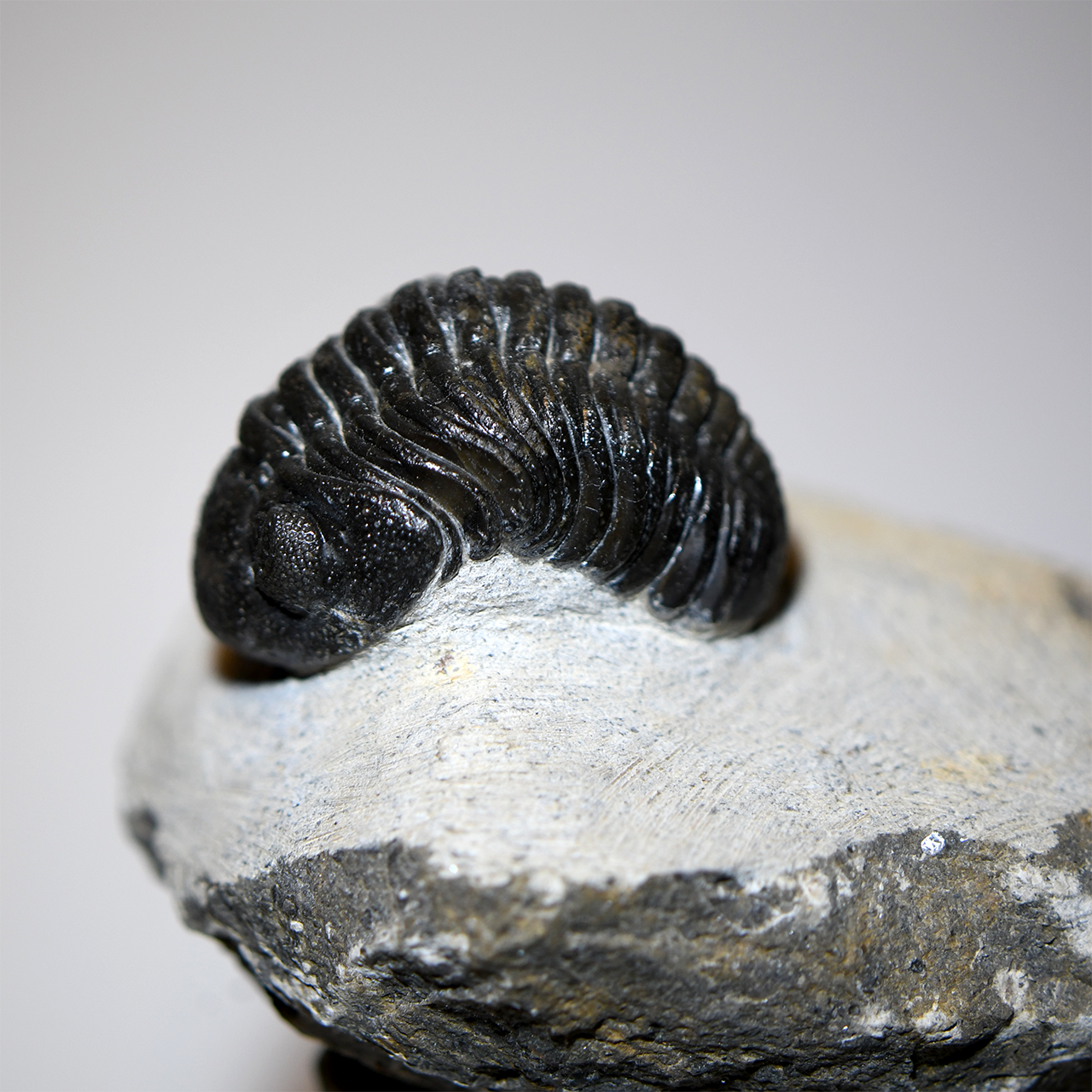 Phacops Trilobite Left