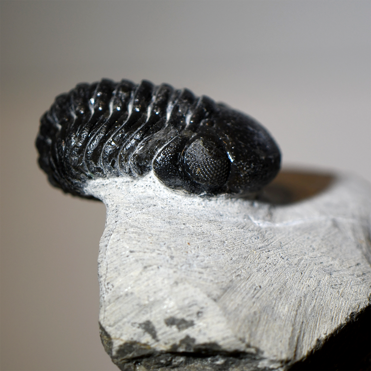 Phacops Trilobite Right