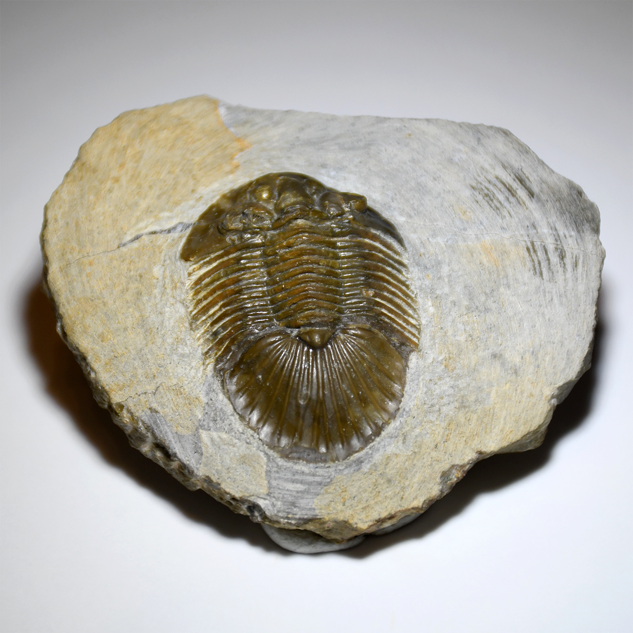 Scutellum Trilobite Center