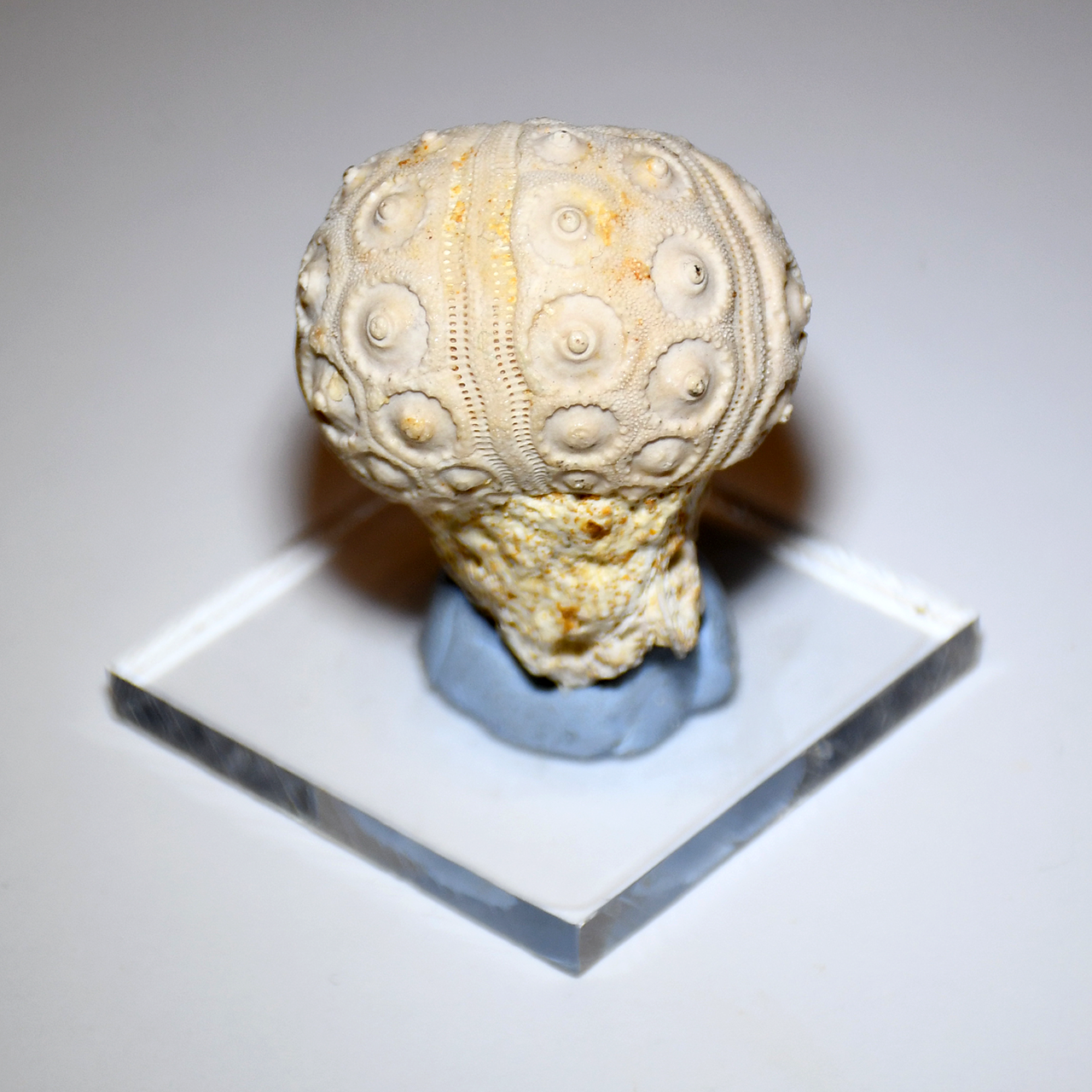 Fossil Echinoid Back