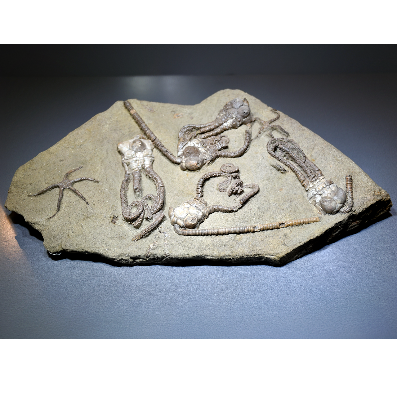 Fossil Plate