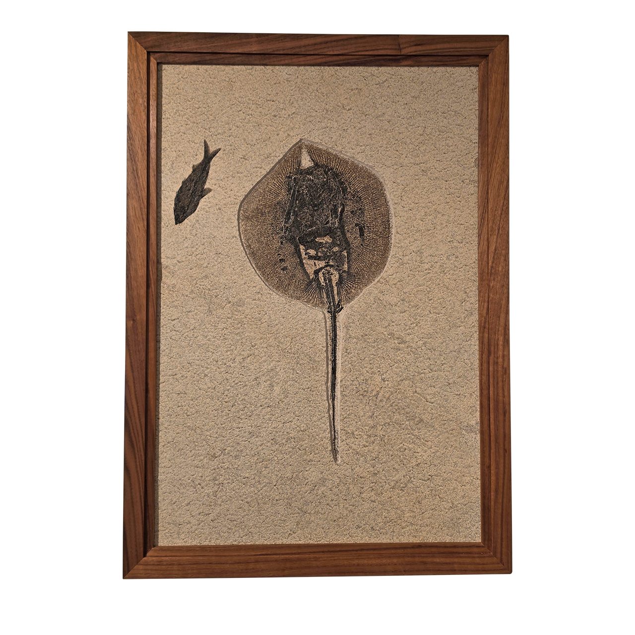 Framed Stingray Fossil