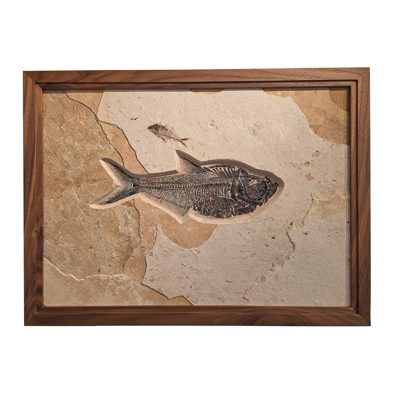 Framed Diplomystus Fossil