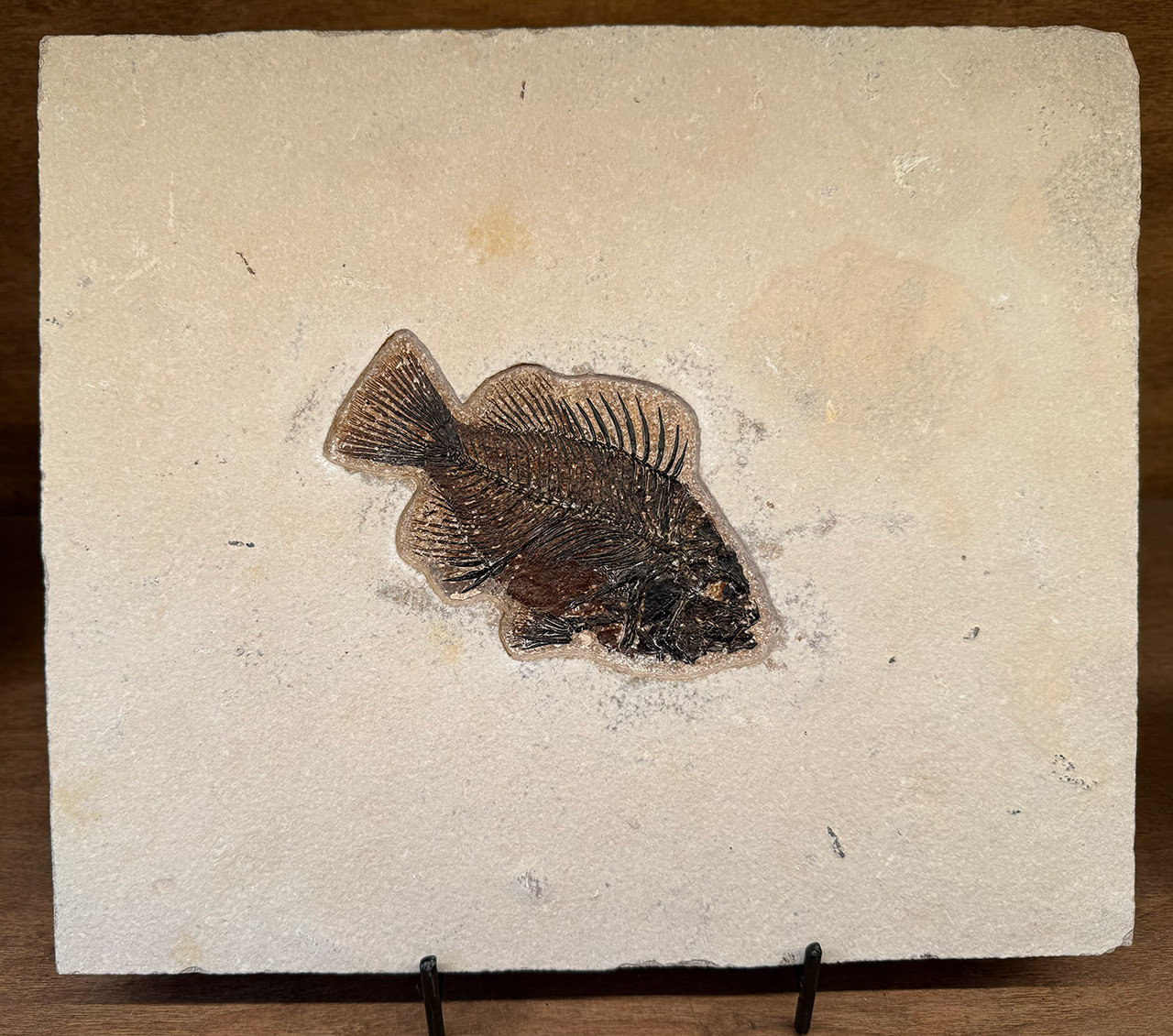 Green River Fossil Fish - Priscacara liops