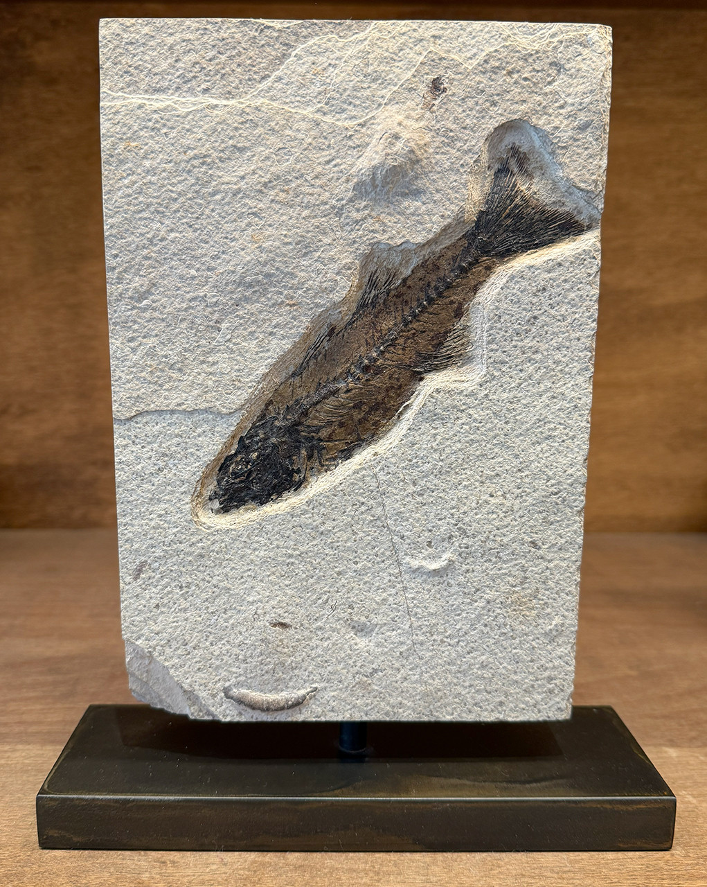 Green River Fossil - Mioplosus on Custom Stand