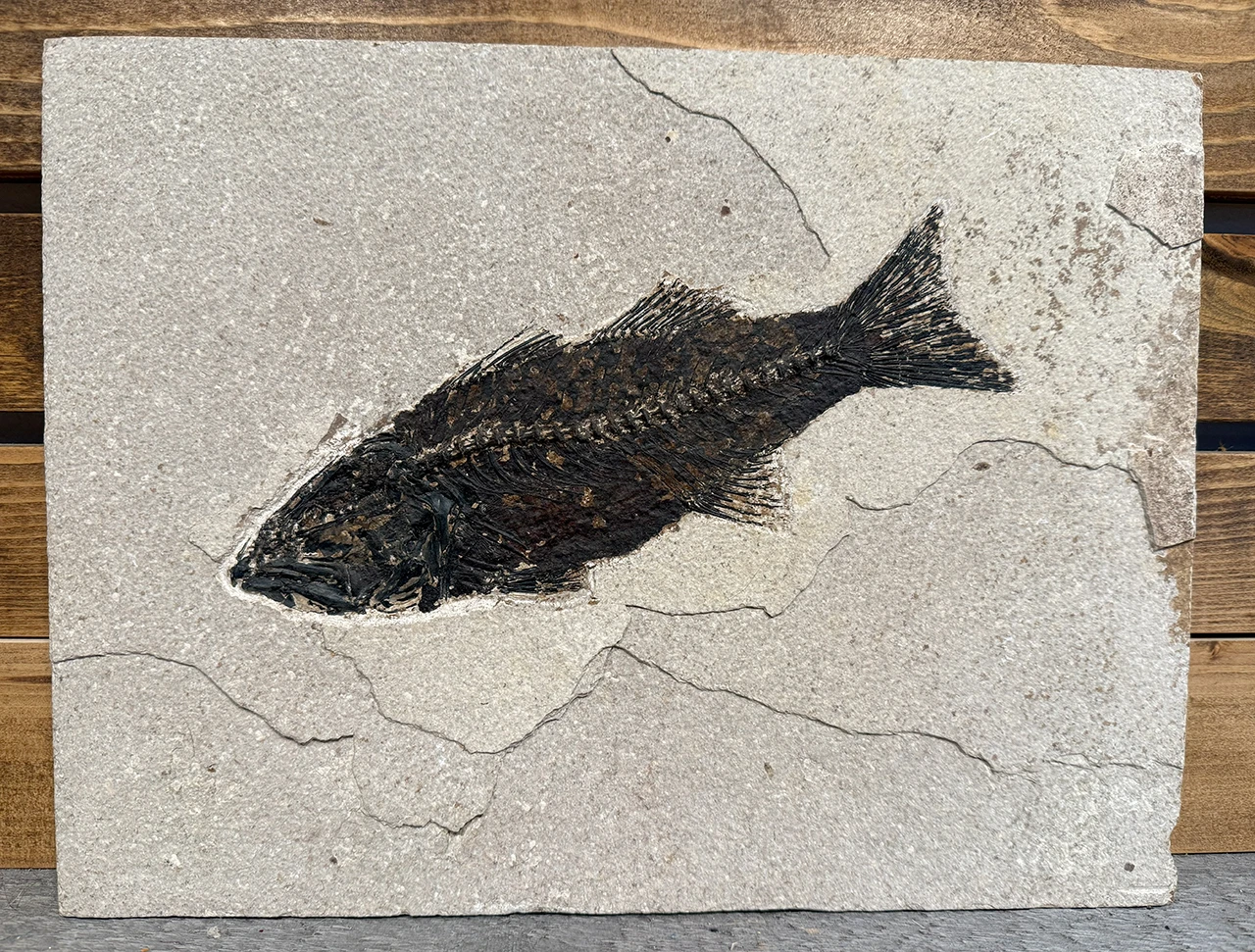 Green River Fossil Fish -  Hiodon - 9.5 Inch