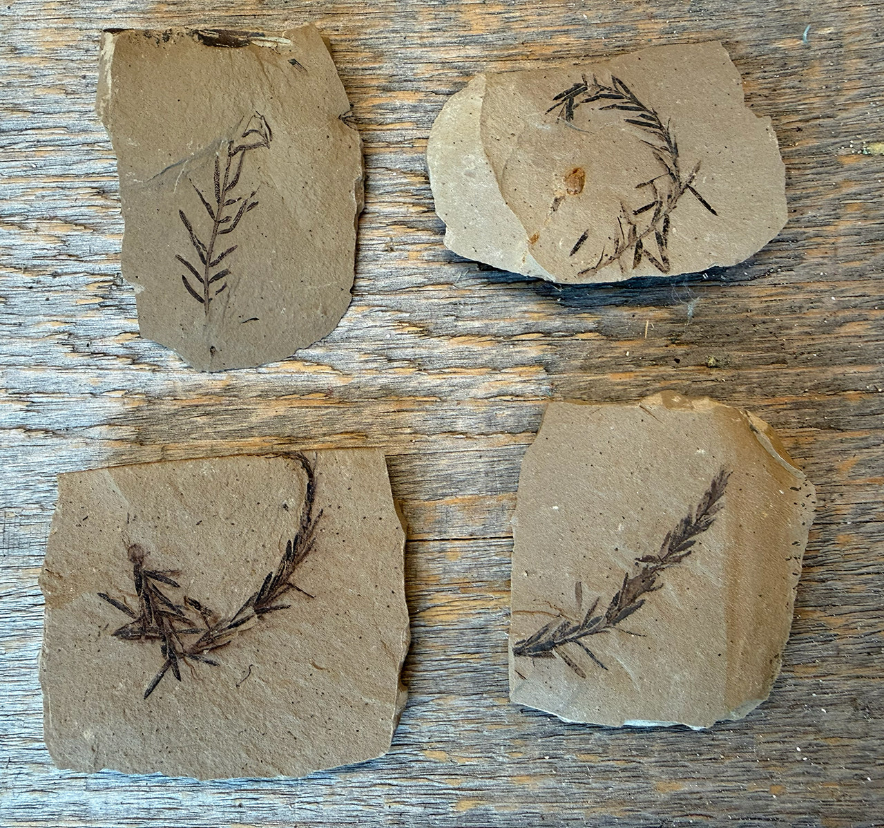 Metasequoia Leaf Fossil – Montana - Extra Small