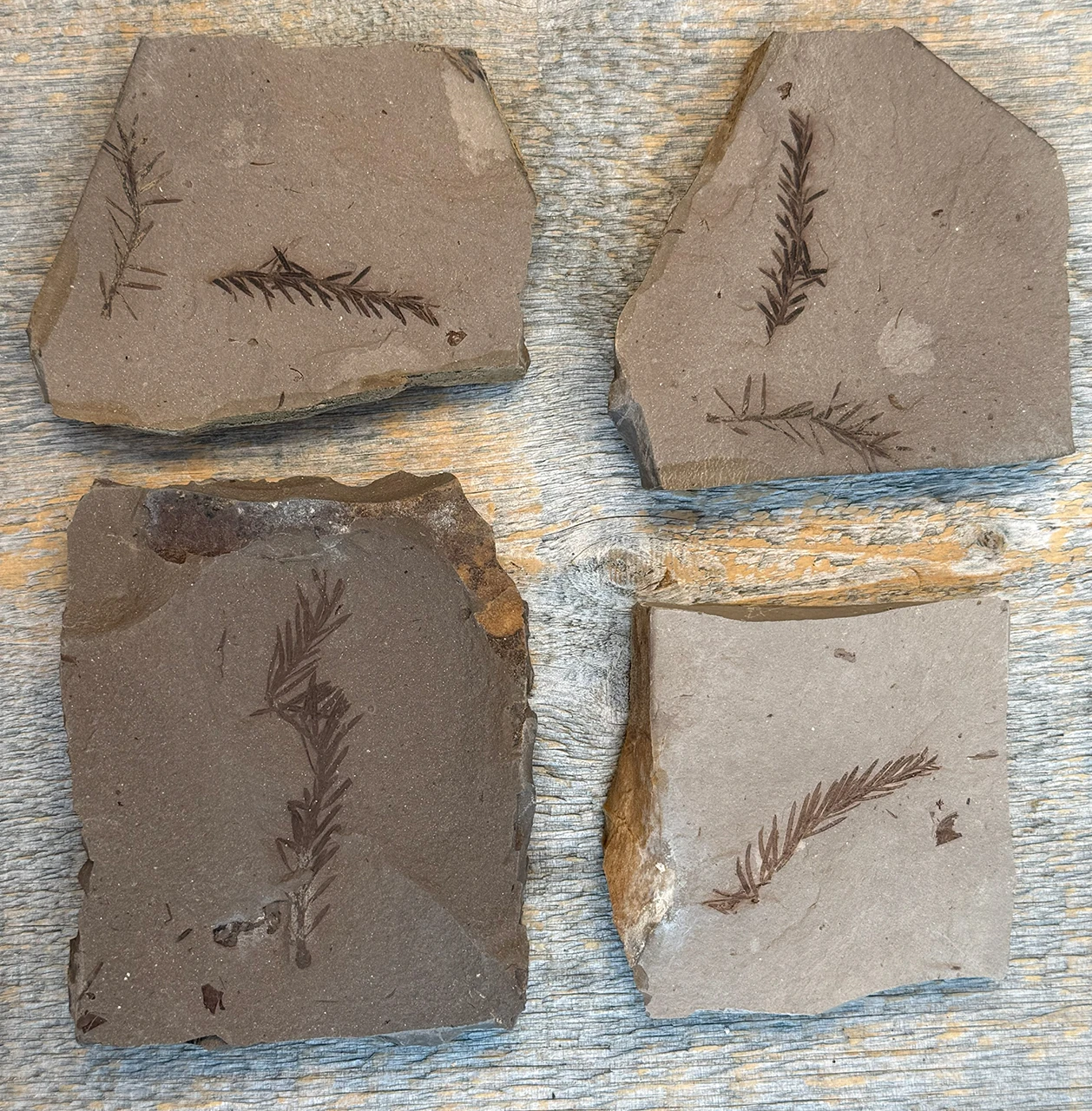 Metasequoia Leaf Fossil – Montana - Medium