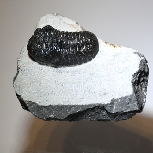 Phacops Trilobite Left