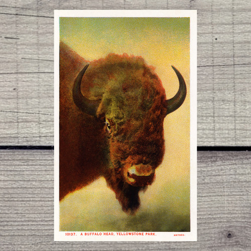 Teton Minerals Sticker - Haynes Buffalo Head