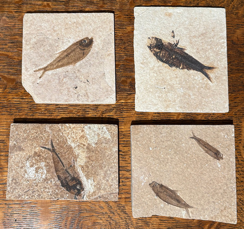 Green River Fossil - Fish Minis - Small