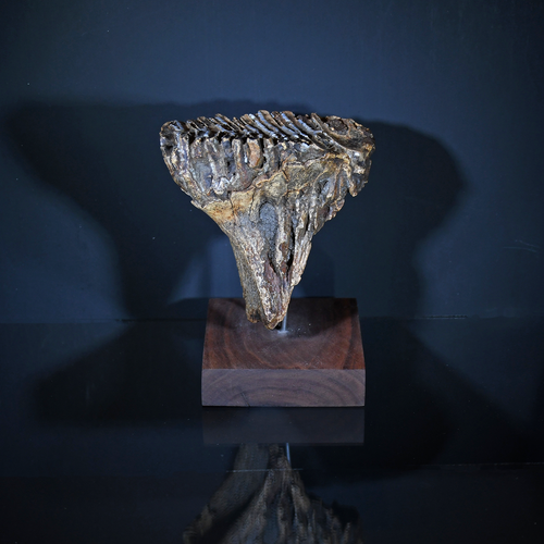 Large Mammoth Tooth