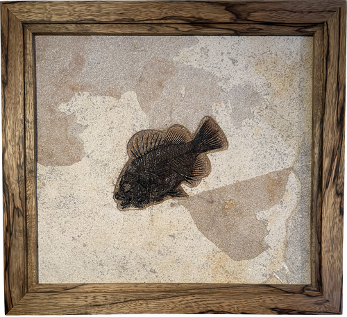 Green River Fossil - Priscacara in Black Limba Frame