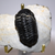 Phacops Trilobite Center