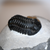 Phacops Trilobite Right