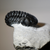 Phacops Trilobite Right