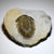 Scutellum Trilobite Center