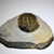 Scutellum Trilobite Front