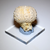 Fossil Echinoid Back