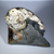 Hoploschapites Fossil
