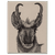 Pronghorn Card