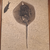 Stingray and Fish Fossil Closeup
