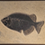 Phareodus Fossil Closeup