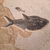 Diplomystus Fossils Closeup