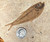 Green River Fossil - Fish Minis - Small - Closeup #2
