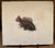 Green River Fossil Fish - Priscacara liops