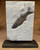 Green River Fossil - Mioplosus on Custom Stand