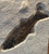 Closeup of Mioplosus on Custom Stand
