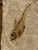 Closeup of the smaller Diplomystus