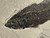 Green River Fossil Fish -  Hiodon - 9.5 Inch - Closeup
