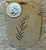 Metasequoia Leaf Fossil – Montana - Extra Small - Specimen 2