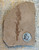 Metasequoia Leaf Fossil – Montana - Specimen 2
