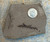 Metasequoia Leaf Fossil – Montana - Medium - Specimen 1