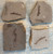 Metasequoia Leaf Fossil – Montana - Medium