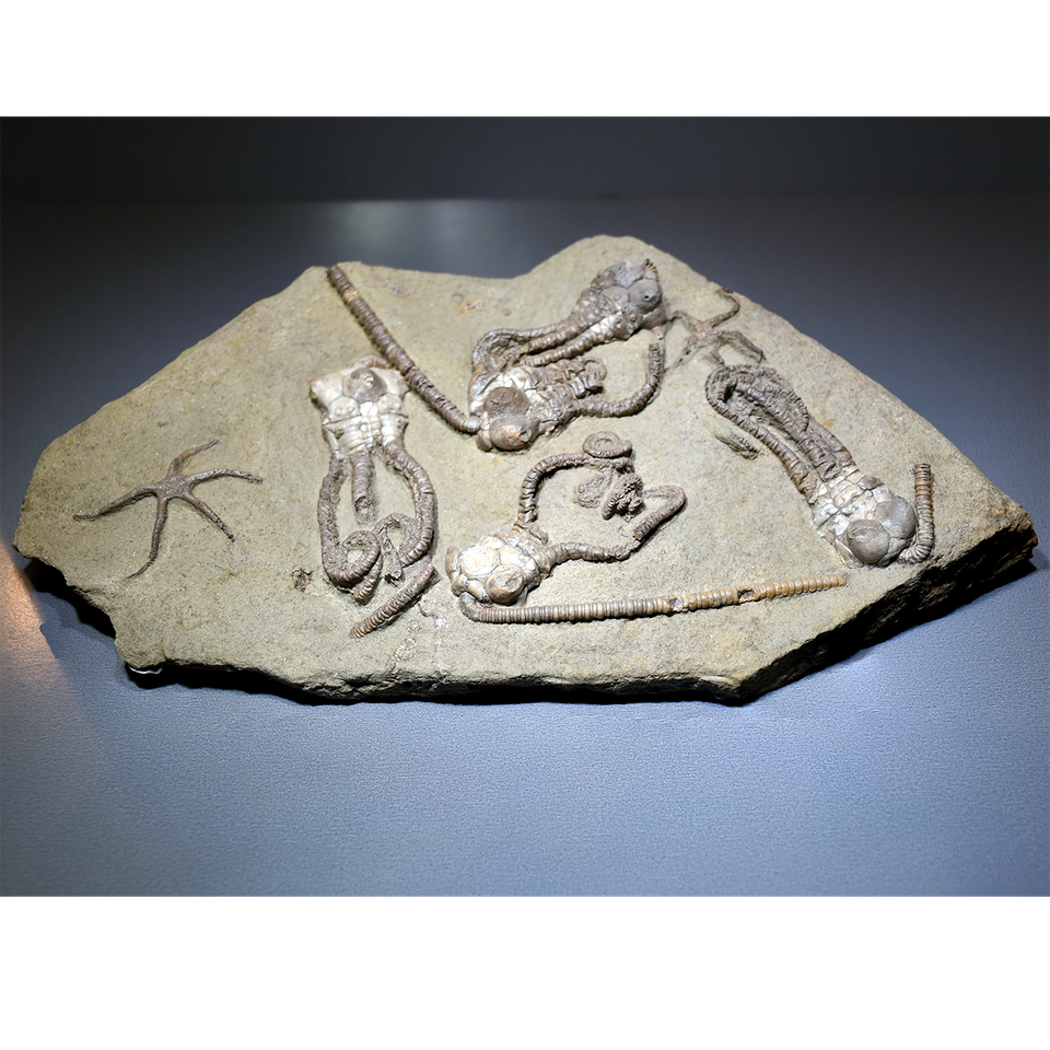 Fossil Plate