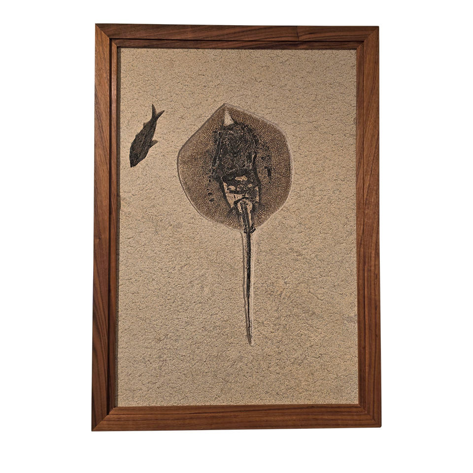 Framed Stingray Fossil