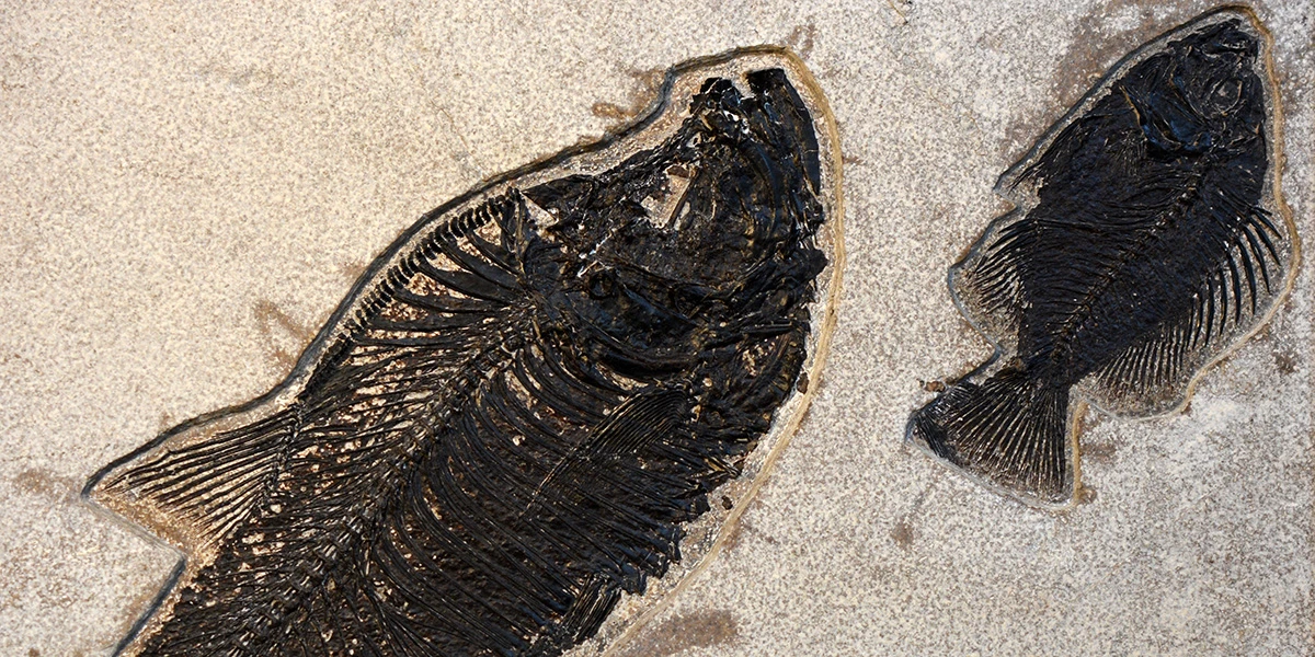 Green River Fish Fossil - Diplomystus &amp; Priscacara