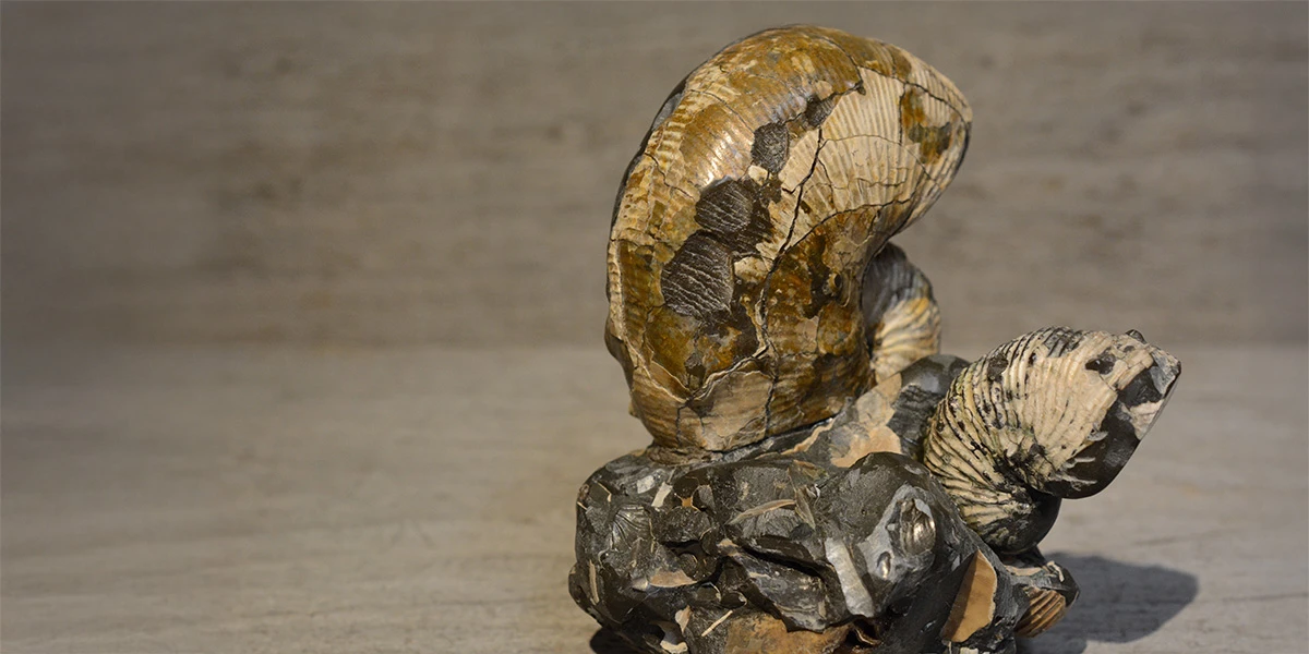 South Dakota Nautilus Fossil
