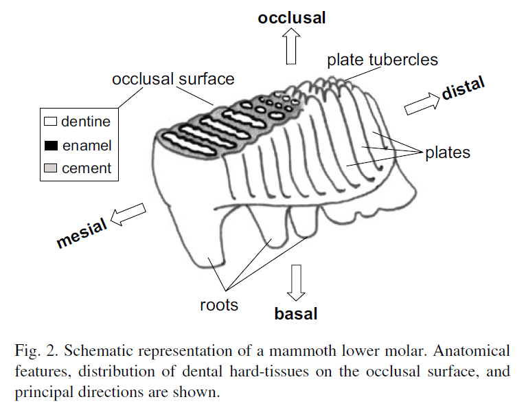 Diagram showing the structure of a Woolly Mammoth molar