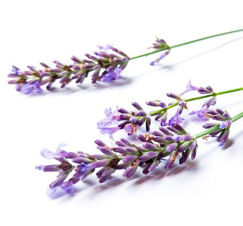 Lavender Essence from Grasse 100ml