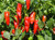 A plant fruiting with Espelette peppers.